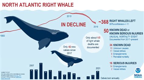 Report on progress of the Southern Hemisphere Blue Whale 